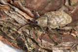 Large Chestnut Weevil - Curculio proboscideus