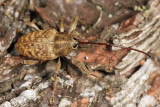 Large Chestnut Weevil - Curculio proboscideus