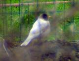 whitey American Robin - Turdus migratorius