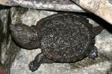 baby Snapping Turtle - Chelydra serpentina