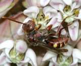 Nomada ruficornis species group