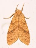 8216 -- Santa Ana Tussock Moth -- Lophocampa annulosa