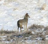 Eastern Coyote - Canis latrans