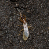 Unique-headed Bugs - Enicocephalidae