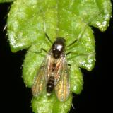 Cricotopus bicinctus (female)