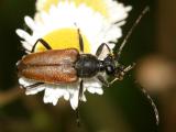 Brachyleptura champlaini