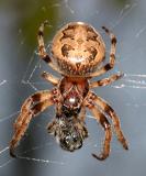 Foliate spider - Larinioides cornutus