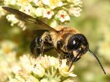Giant Resin Bee - Megachile sculpturalis