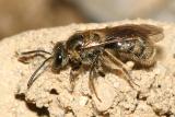 Lasioglossum rohweri? (Subgenus Dialictus)