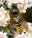 Vespula vidua (male)