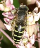 Bembix sp.