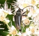 Brachyleptura vagans