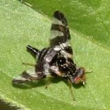 Eurosta sp.