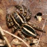 Jumping Spiders - Genus Phlegra