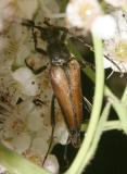 Leptura plebeja