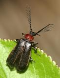 Schizotus cervicalis