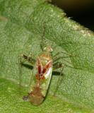 Phytocoris tibialis