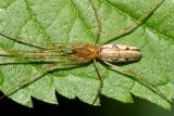 Tetragnatha elongata?