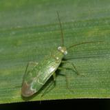 Orthotylus flavosparsus