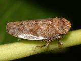Leafhoppers genus Paraphlepsius