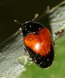 Tritoma pulchra