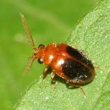 Marsh Beetles - Scirtidae