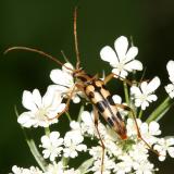 Strangalia luteicornis