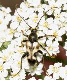 Judolia cordifera