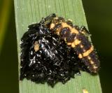 Coleomegilla maculata (larva eating horse fly eggs)