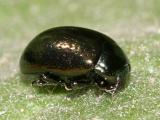 Klamath Weed Beetle - Chrysolina quadrigemina
