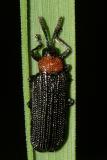 Chalepus walshii