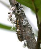 Harvester caterpillar - Feniseca tarquinius