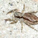 Jumping Spiders - Genus Menemerus