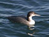 Common Loon - Gavia immer