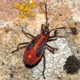 Boxelder Bug nymph -  Boisea sp.