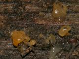 Tremella mesenterica (Witches Butter)