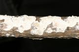 Irpex lacteus (Milk White Toothed Polypore)