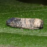 3188 -- Epiblema Species Group -- Epiblema discretivana