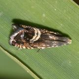 3439 - Grapholita interstinctana