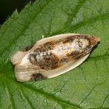 3686 - Black-patched Clepsis Moth - Clepsis melaleucana