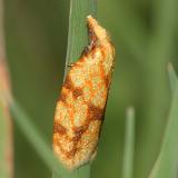 3695 - Sparganothis Fruitworm Moth - Sparganothis sulfureana