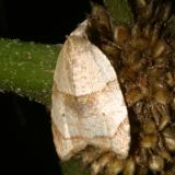 3747 - The Batman Moth - Coelostathma discopunctana