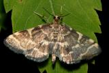 5176 -- Yellow-spotted Webworm Moth -- Anageshna primordialis