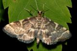  5176 -- Yellow-spotted Webworm Moth -- Anageshna primordialis