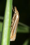 5378 -- Eastern Grass-veneer Moth -- Crambus laqueatellus