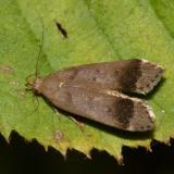 2235 - Anacampsis fragariella