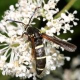2524 -- Dusky Clearwing Moth -- Paranthrene tabaniformis