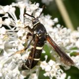 2524 -- Dusky Clearwing Moth -- Paranthrene tabaniformis