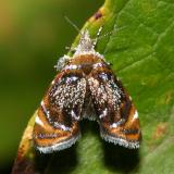 2629 -- Skullcap Skeletonizer Moth -- Prochoreutis inflatella