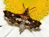 6076 -- Spotted Thyris Moth -- Thyris maculata